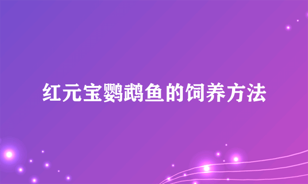 红元宝鹦鹉鱼的饲养方法